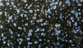 Speckled Moss